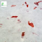 carta Petali rossa carta Petali rossa
