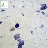 carta Petali azzurra carta Petali azzurra